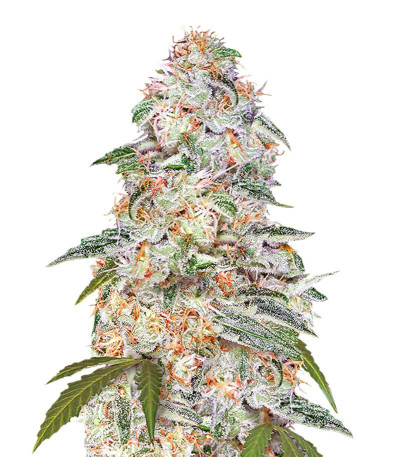 Blue Dream auto fem (FastBuds Seeds) семена конопли