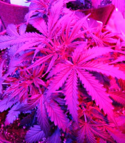 Critical Jack Herer Auto fem (Delicious Seeds) семена конопли