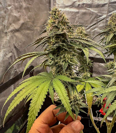 Candy Store RBX fem (Ethos Genetics) семена конопли