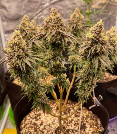 Candy Store RBX fem (Ethos Genetics) семена конопли