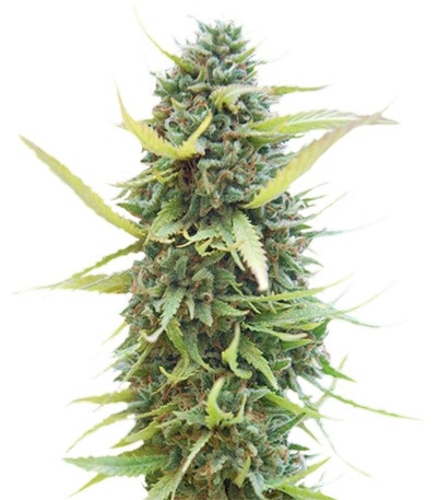 Colombian Gold fem (World of Seeds) семена конопли