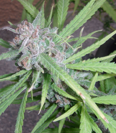 Critical fem (Royal Queen Seeds) семена конопли