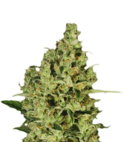 Delahaze fem (Paradise Seeds) семена конопли