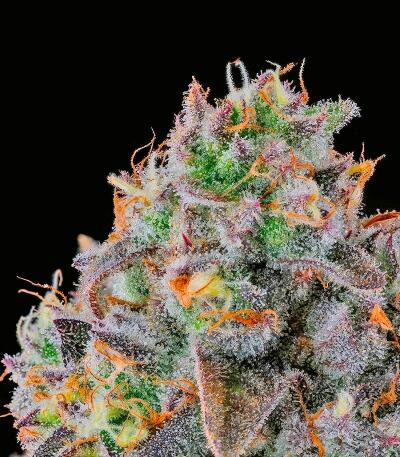 Fruit Riot fem (Compound Genetics) семена конопли