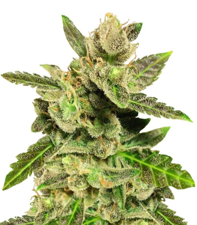 Jock Horror reg (Nirvana Seeds) семена конопли