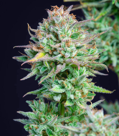 Kosher Cake Auto fem (FastBuds) семена конопли