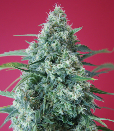 Kripple Roulette fem (Dr. Krippling Seeds) семена конопли