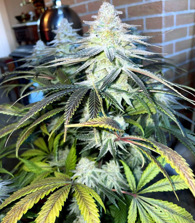 Mimosa X Orange Punch fem (Barney's Farm) семена конопли