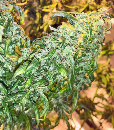 Royal Runtz fem (Royal Queen Seeds) семена конопли