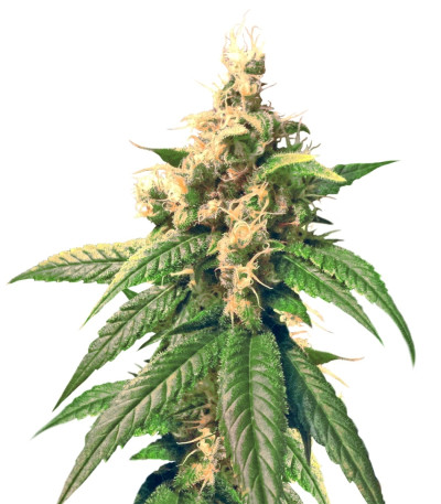 Skunk Kush reg (Sensi Seeds) семена конопли