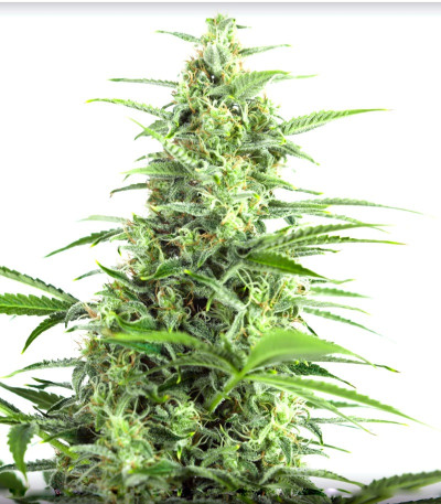 Sour Diesel Autoflowering fem (Dinafem Seeds) семена конопли