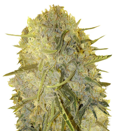 Cinderella's fem (Sumo Seeds) семена конопли
