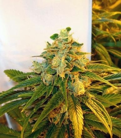 TrainWreck fem (Green House Seeds) семена конопли