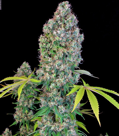 Warlock reg (Serious Seeds) семена конопли