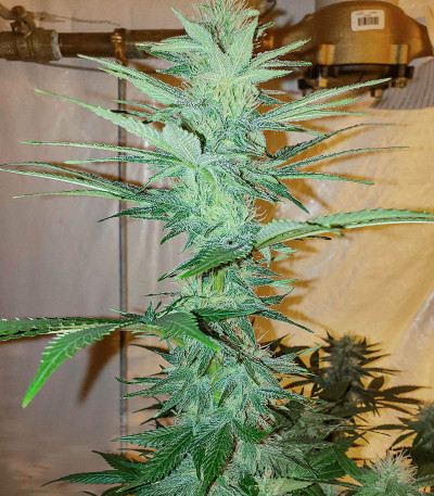 White Widow 47 fem (Kalashnikov Seeds) семена конопли