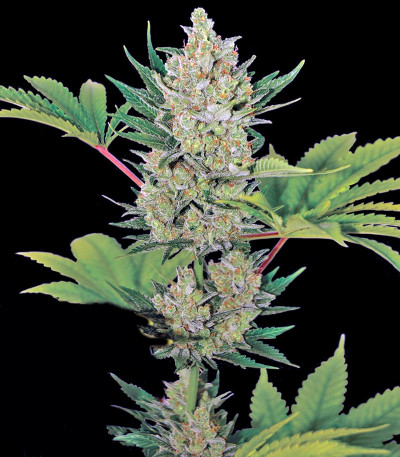 Blue Cheese Auto fem (Barney's Farm) семена конопли