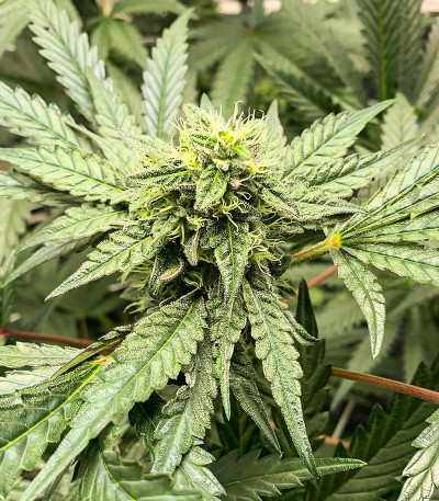 Runtz Fast Flowering fem (Humboldt Seed Organization) семена конопли