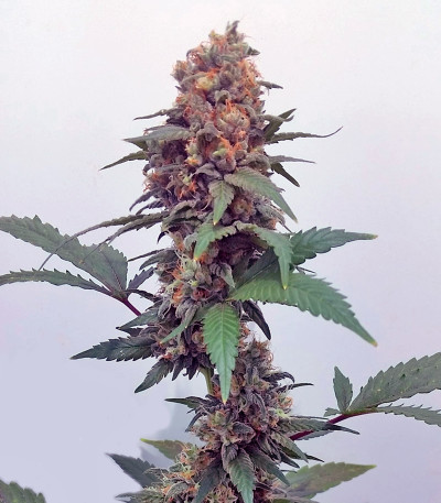 Vanilla Kush fem (Barney's Farm) семена конопли