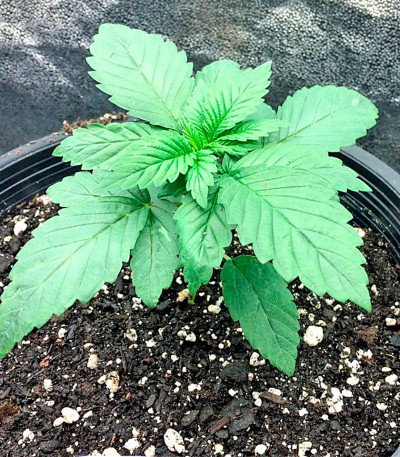 Afghan Kush fem (World of Seeds) семена конопли