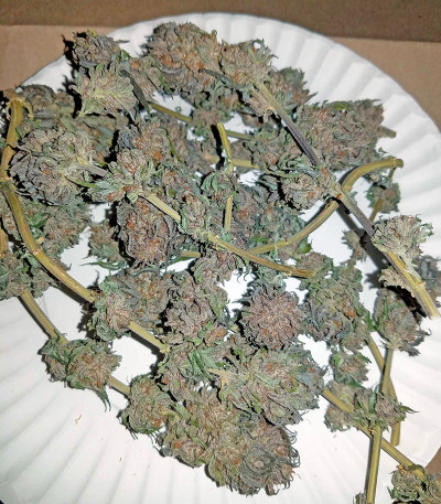 Amherst Sour Diesel fem сорт каннабиса 