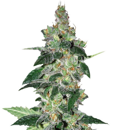 Sativa Pure Origin Collection 8 (World of Seeds) микс семян конопли