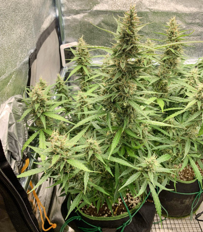 Auto Brooklyn Sunrise fem (Dutch Passion) семена конопли