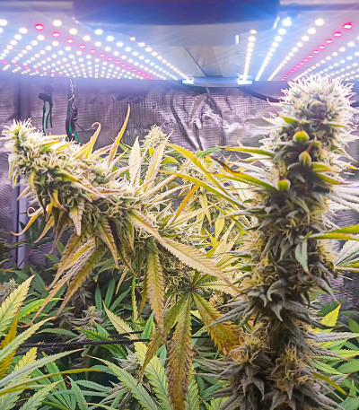 Auto Bruce Lemon Diesel fem (Dutch Passion) семена конопли