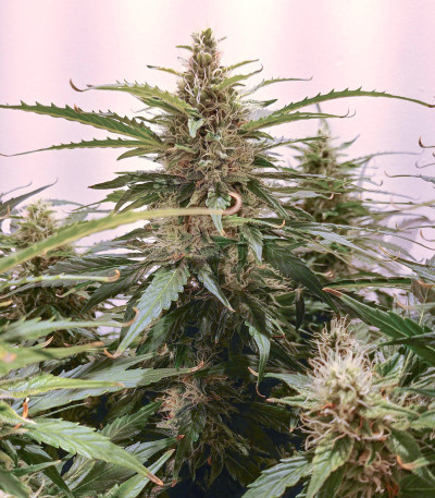 Auto Super Hash fem (Pyramid Seeds) семена конопли