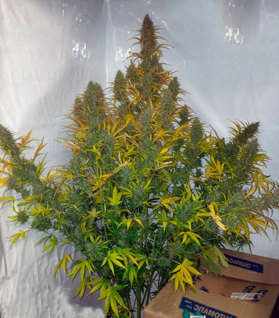 Auto Xtreme fem (Dutch Passion) семена конопли