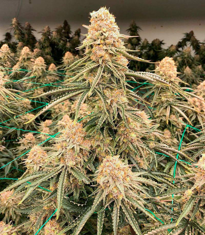 Blueberry Muffin fem (Humboldt Seed Company) семена конопли