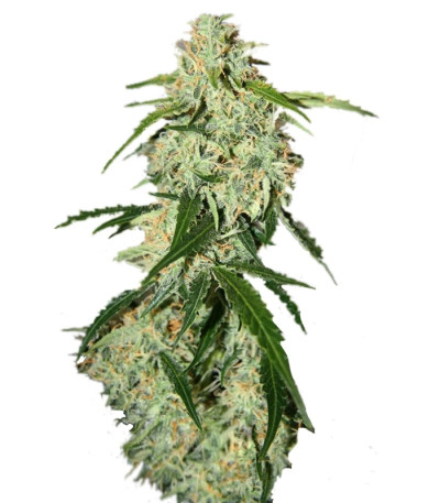 Big Bang Auto fem сорт конопли