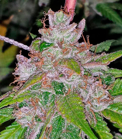 Blue Kush fem (Dinafem Seeds) семена конопли