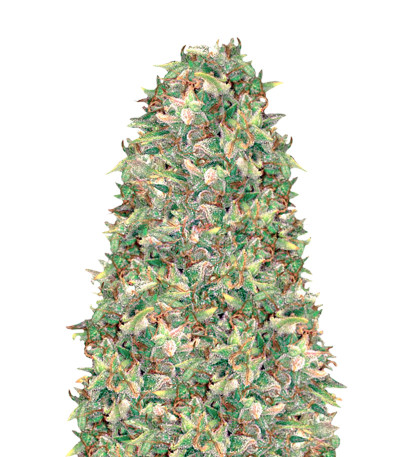 Brainkiller Haze fem (Vision Seeds) семена конопли