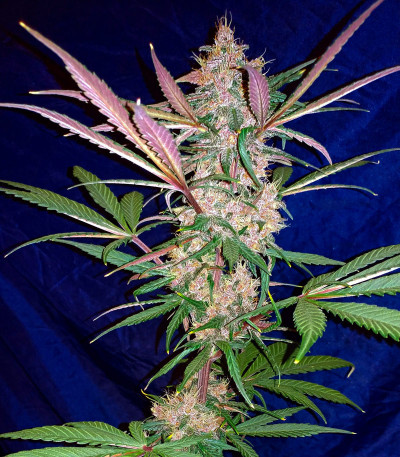 C4 auto fem семена конопли