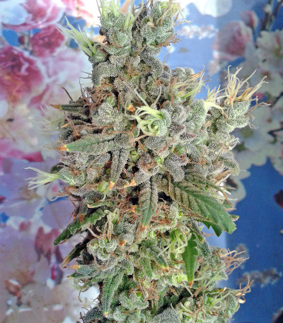 California Dream fem (Mandala Seeds) семена конопли