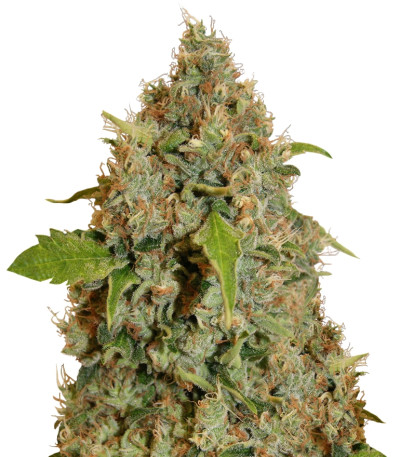 Chronic Thunder fem семена конопли