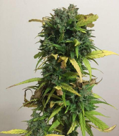 Critical Impact fem (Vision Seeds) семена конопли