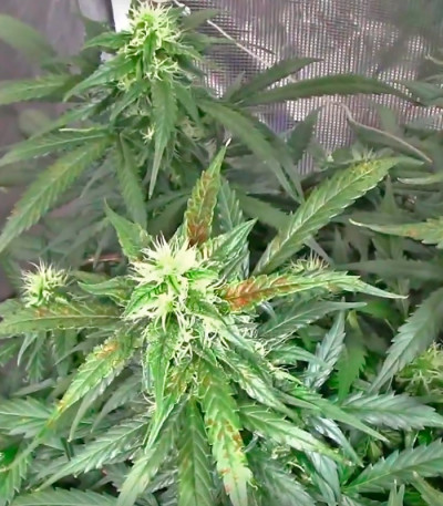 Dizzy Lights Auto fem (Dr. Krippling Seeds) семена конопли