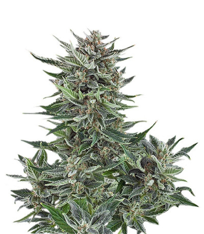Easy Bud Auto fem (Royal Queen Seeds) семена конопли