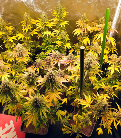 Gorilla Glue #4 fem (Original Sensible Seeds) семена конопли