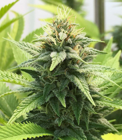 Gorilla Glue #4 fem (Blimburn Seeds) семена конопли