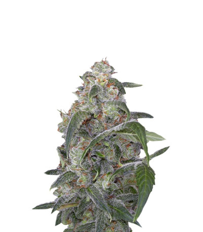 Haze 2.0 Autoflowering fem семена конопли