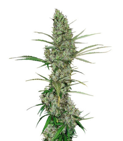 Heavy Duty Fruity reg семена конопли