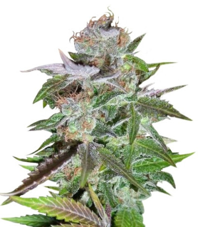 Ice reg (Nirvana Seeds) семена конопли