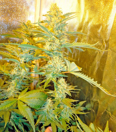 Industrial Plant fem семена конопли