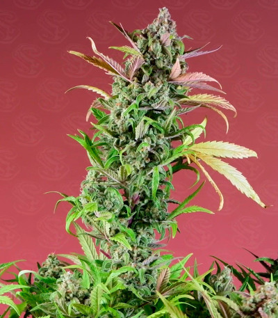 Jealousy Z XL Auto fem (Sweet Seeds) семена конопли