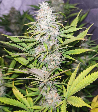 Kalashnikov Express fem (Kalashnikov Seeds) семена конопли