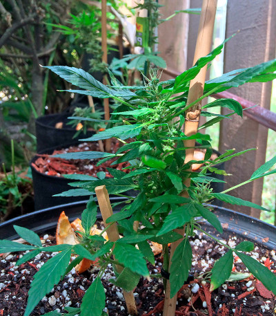 Hindu Kush (Kaya Gold) fem (Nirvana Seeds) семена конопли