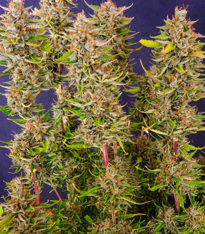 Keep Frosted Guava Autoflower fem (Seedkeepers) семена конопли