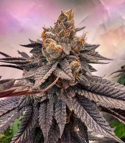 Luxar-Dos fem (Compound Genetics) семена конопли